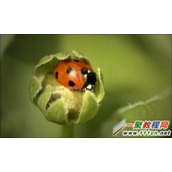 php生成缩略图自动填充白边例子