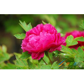 Python图像特效之模糊玻璃效果代码示例