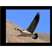 pytorch中的nn.ZeroPad2d()零填充函数代码实例