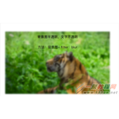 CSS怎么实现背景图片透明而文字不透明效果