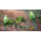 CSS如何实现雨滴动画效果 CSS实现雨滴动画效果代码实例