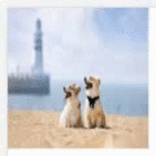 HTML5实现移动端点击翻牌功能代码示例