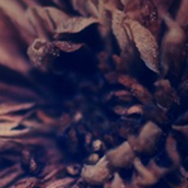 javascript 可控制方向的图片循环滚动效果