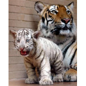 javscript 漂亮的弹出层图片预览效果