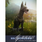 《黑色沙漠》宠物库尼特杜培勒曼如何获得