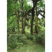 iOS中5种图片缩略技术及性能的深入探讨