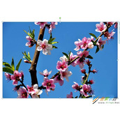 ppt如何使用onekey插件给图片调色