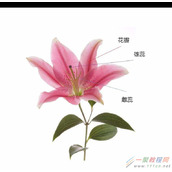 PPT使用触发器实现简单交互动画操作教程