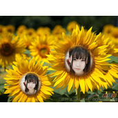 美图秀秀怎么合成葵花美女