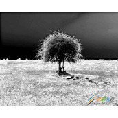 Premiere怎么制作垂直定格和提取效果 Premiere垂直定格和提取效果制作方法