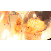 佳能600D相机拍摄视频快照技巧