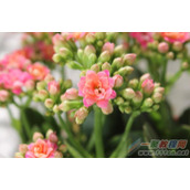 佳能1100D相机近景物体拍摄技巧分享