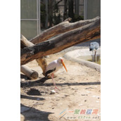 佳能1100D相机拍摄远景照片技巧