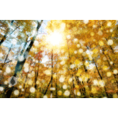 Photoshop设计树木阳光照射动画效果