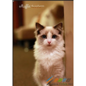 示例：PS打造简约时尚小猫插画海报