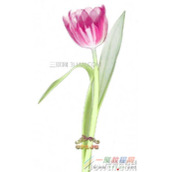 ps使用橡皮擦工具抠图片中的花