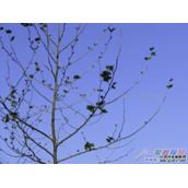 ps树枝 树叶抠图教程