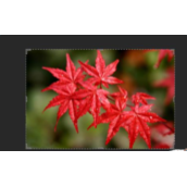 PS怎么快速将红色枫叶调成绿色？红色枫叶变绿色的方法