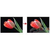 CDR X8图片精确剪裁怎么取消默认居中？