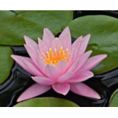 在CDR中如何实现逼真的下雨效果？CDR制作逼真的下雨效果教程