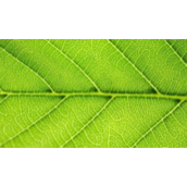 CDR如何做制作绿叶的水滴？CDR制作绿叶上立体透明的水滴教程