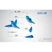 Illustrator制作可爱的蜂鸟图标教程