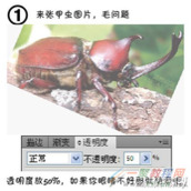 Illustrator设计制作甲虫插画教程