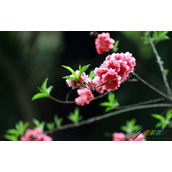 ps风景图片怎么变通透  ps风景图片变通透的方法