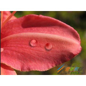 ps如何制作花瓣上有露水的效果