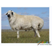 基于OpenCv与JVM实现加载保存图像功能代码示例