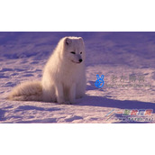 解读域名续费赎回到期时间及域名常见状态含义