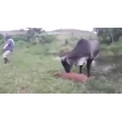 母牛报杀子之仇：疯狂攻击5米巨蟒