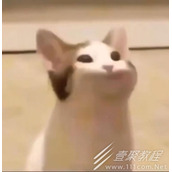 popo猫是什么梗 popo猫是什么意思