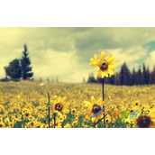 送给长辈的祝福语大全