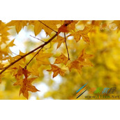 11月再见12月你好励志说说有哪些  迎接十二月唯美图片分享