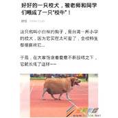 校犬长成了牛是什么梗  校犬长成了牛表情包分享