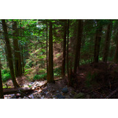 利用Photoshop给树林图片增加柔和的透射阳光效果