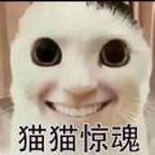 猫鼠特工下载最新版