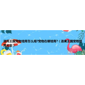 洛克王国宠物在哪培育怎么培育宠物培育最佳攻略大全