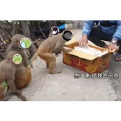 故氏点外卖梗意思一览