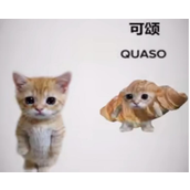 可颂猫是什么意思