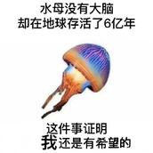 我其实是一只水母没有脑子是什么梗