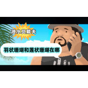 潜水员戴夫羽状珊瑚和莲状珊瑚在哪