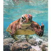 《海龟汤》题目和答案全套细思极恐