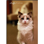 使用PS打造低多边形的布偶猫插画海报教程