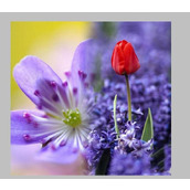 如何用ps快速给两张图片做自然的过渡?