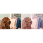 photoshop给狗狗照片快速修出小清新效果教程