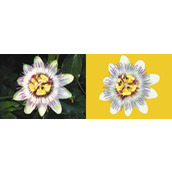 ps怎样把相机拍摄的图片制作成手工写实插画的效果?