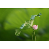 ps后期处理制作好看的大光圈风景照镜头模糊虚化背景教程