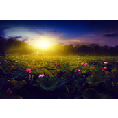 Photoshop怎么给荷花池外景照片快速添加夕阳美景效果？